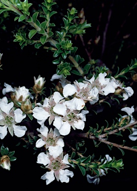 APII jpeg image of Leptospermum crassifolium  © contact APII