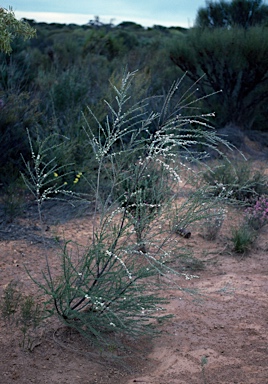 APII jpeg image of Leptospermum inelegans  © contact APII