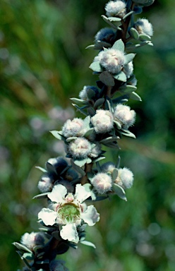 APII jpeg image of Leptospermum lanigerum  © contact APII