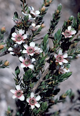 APII jpeg image of Leptospermum lanigerum  © contact APII