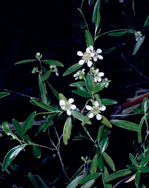 APII jpeg image of Leptospermum luehmannii  © contact APII