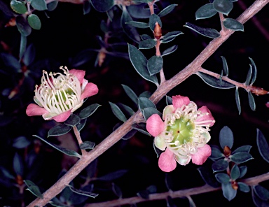 APII jpeg image of Leptospermum macrocarpum  © contact APII