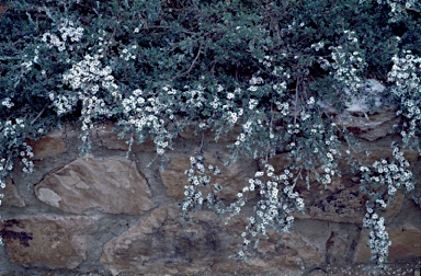 APII jpeg image of Leptospermum namadgiense  © contact APII