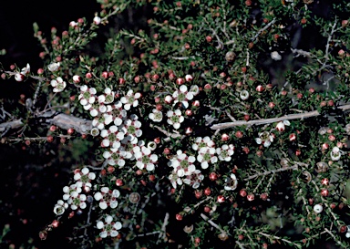 APII jpeg image of Leptospermum novae-angliae  © contact APII