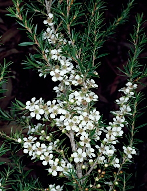 APII jpeg image of Leptospermum rupicola  © contact APII