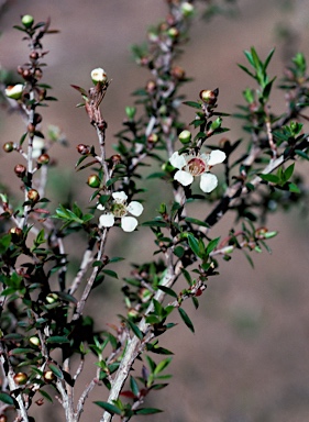 APII jpeg image of Leptospermum scoparium  © contact APII