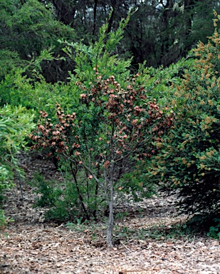 APII jpeg image of Leptospermum spectabile  © contact APII