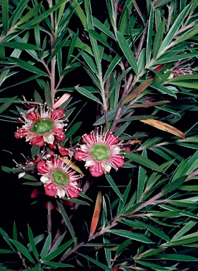 APII jpeg image of Leptospermum spectabile  © contact APII