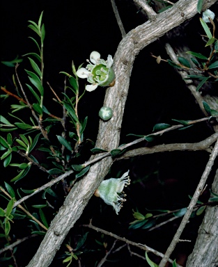 APII jpeg image of Leptospermum spinescens  © contact APII