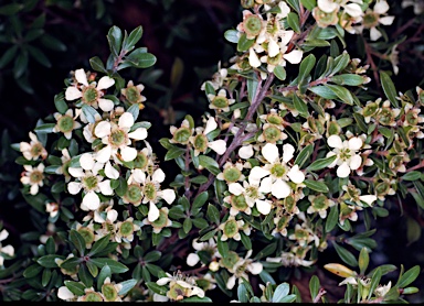 APII jpeg image of Leptospermum wooroonooran  © contact APII