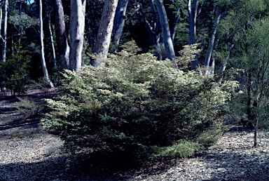 APII jpeg image of Leptospermum juniperinum 'Little Lemon'  © contact APII