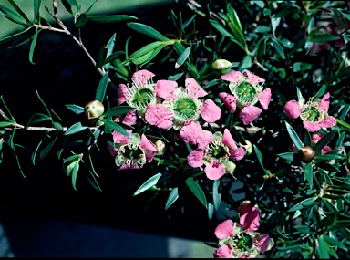 APII jpeg image of Leptospermum 'Love Affair'  © contact APII