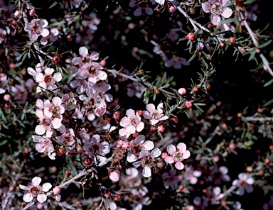 APII jpeg image of Leptospermum 'Pink Cascade'  © contact APII