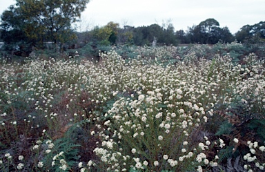 APII jpeg image of Pimelea linifolia  © contact APII