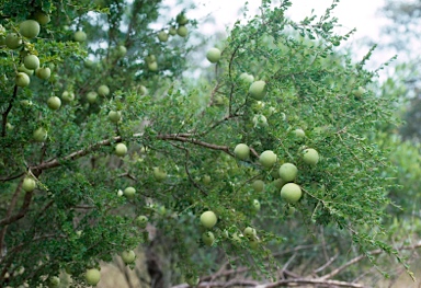 APII jpeg image of Pittosporum spinescens  © contact APII