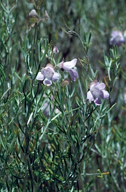 APII jpeg image of Prostanthera baxteri  © contact APII