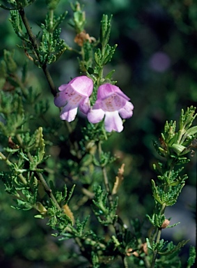 APII jpeg image of Prostanthera cryptandroides subsp. cryptandroides  © contact APII