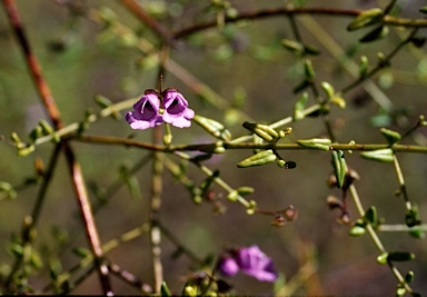 APII jpeg image of Prostanthera denticulata  © contact APII