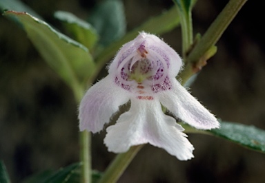 APII jpeg image of Prostanthera sp. Mt Kaputar (W.Schofield NE92414)  © contact APII