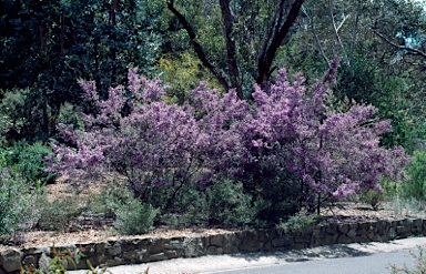 APII jpeg image of Prostanthera ovalifolia  © contact APII