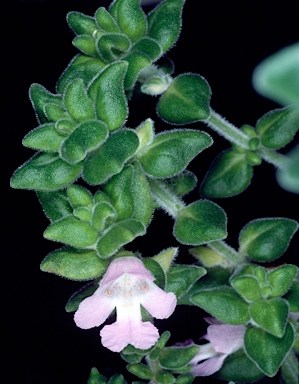 APII jpeg image of Prostanthera densa  © contact APII