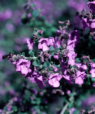 APII jpeg image of Prostanthera rotundifolia  © contact APII