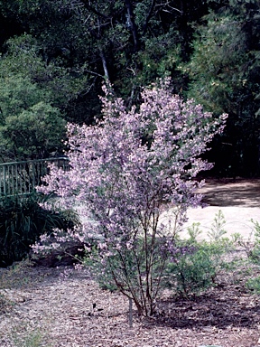 APII jpeg image of Prostanthera 'Oakdene Mauve'  © contact APII