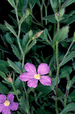 APII jpeg image of Scaevola calliptera  © contact APII