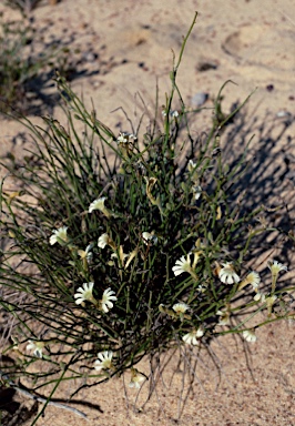 APII jpeg image of Scaevola chrysopogon  © contact APII