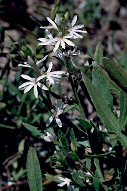 APII jpeg image of Scaevola anchusifolia  © contact APII