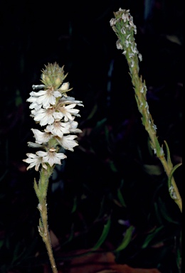 APII jpeg image of Scaevola lanceolata  © contact APII