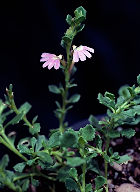 APII jpeg image of Scaevola microphylla  © contact APII