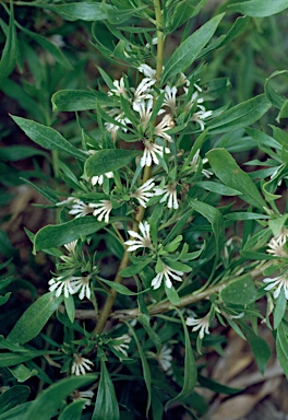 APII jpeg image of Scaevola oldfieldii  © contact APII