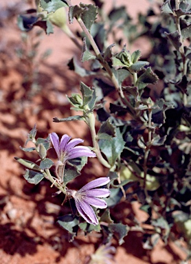 APII jpeg image of Scaevola parvibarbata  © contact APII