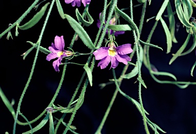 APII jpeg image of Scaevola phlebopetala  © contact APII