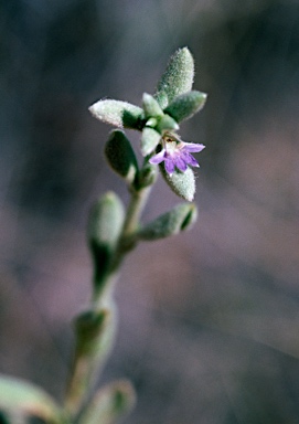 APII jpeg image of Scaevola revoluta  © contact APII