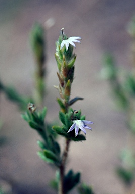 APII jpeg image of Scaevola revoluta  © contact APII