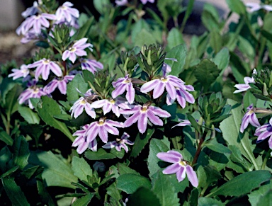 APII jpeg image of Scaevola aemula 'Zig Zag'  © contact APII