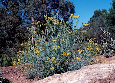 APII jpeg image of Senecio anethifolius subsp. brevibracteolatus  © contact APII