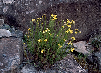 APII jpeg image of Senecio pinnatifolius var. alpinus  © contact APII