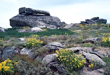 APII jpeg image of Senecio pinnatifolius var. alpinus  © contact APII