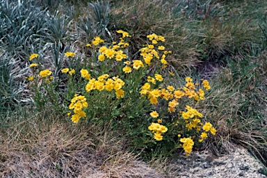 APII jpeg image of Senecio pinnatifolius var. alpinus  © contact APII