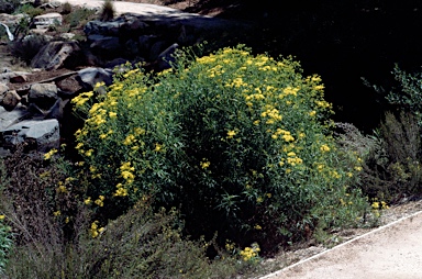 APII jpeg image of Senecio linearifolius var. linearifolius  © contact APII