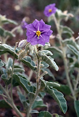 APII jpeg image of Solanum succosum  © contact APII