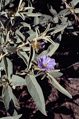 APII jpeg image of Solanum dioicum  © contact APII