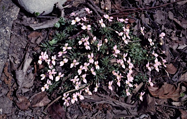 APII jpeg image of Stylidium bulbiferum  © contact APII