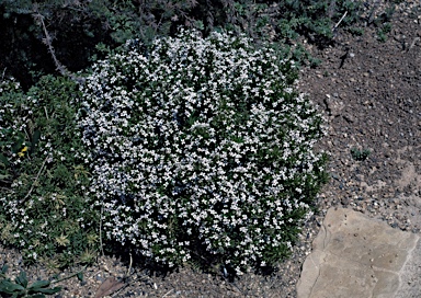 APII jpeg image of Stylidium spinulosum  © contact APII