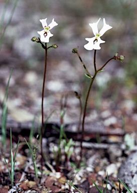 APII jpeg image of Stylidium androsaceum  © contact APII