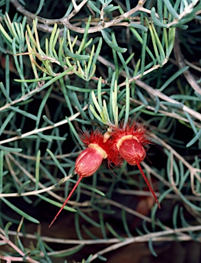 APII jpeg image of Verticordia longistylis  © contact APII