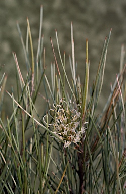 APII jpeg image of Grevillea acacioides  © contact APII